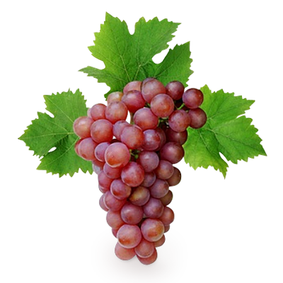 Vynuogių sėklų ekstraktas